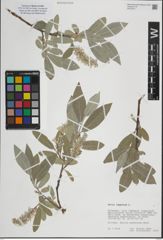 Foto von Salix lapponum L.
